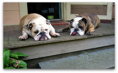 boz-gracie-nap-on-a-hot-day Bulldogs Boz and Gracie take a nap in the heat of day