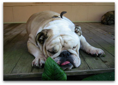 2boz-bulldog-sleeping Boz the bulldog asleep on the porch