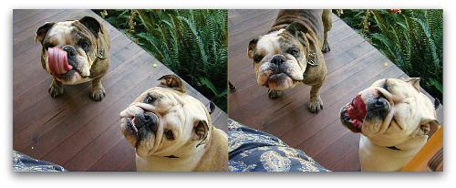 Boz-Gracie-love-figs Boz Gracie love figs Figs in a Blanket: Tucking In Some Amazing Flavor