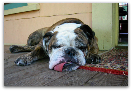 Gracie-bulldog-sleeping Sleeping English Bulldog
