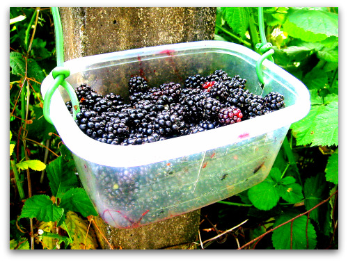 berry-bucket-blackberries blackberries freshly picked