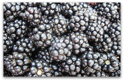 blackberries-closeup fresh blackberries