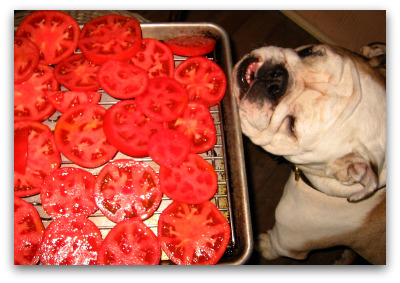 boz-eyeing-the-tomatoes Boz the bulldog eyes a pan of sliced tomatoes