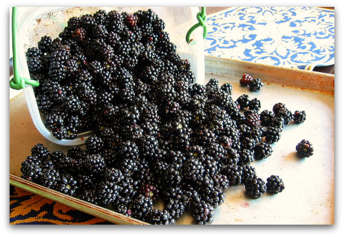 freezing blackberries freezing berries