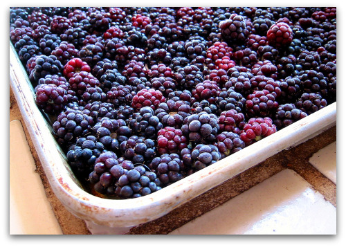 frozen-blackberries-cookie-sheet frozen berries on baking sheet