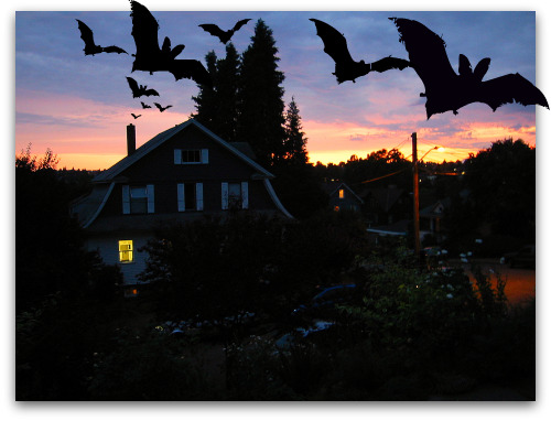 seattle-bats Bats flying out of Seattle Chimney