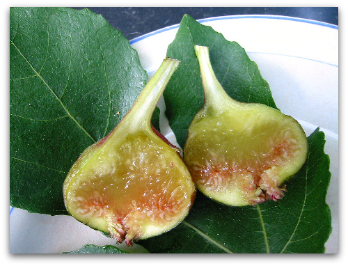 Vern's-Brown-Turkey-fig-sliced Verns Brown Turkey fig sliced Verns Brown Turkey Fig: Nice Fig Vern
