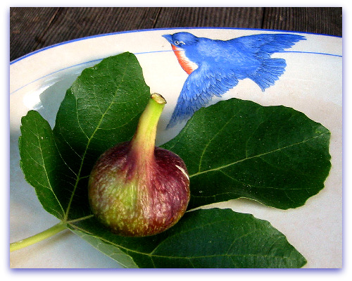 verns-brown-turkey-fig verns brown turkey fig Verns Brown Turkey Fig: Nice Fig Vern