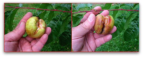Kreibich-nectarines-closeup Kreibich Nectarine closeup after splitting