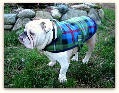 Boz-Christmas-sweater Boz Christmas sweater Deck the Dogs With Bolts of Tartan...
