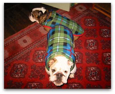 Boz-Gracie-sweaters2 Boz Gracie sweaters2 Deck the Dogs With Bolts of Tartan...