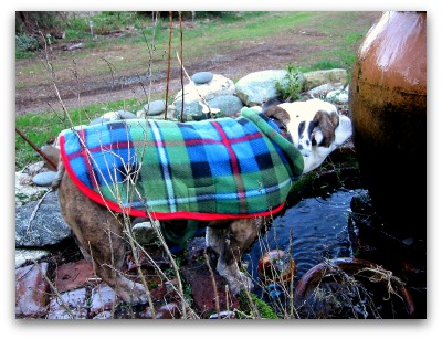Gracie-Christmas-sweater Gracie Christmas sweater Deck the Dogs With Bolts of Tartan...