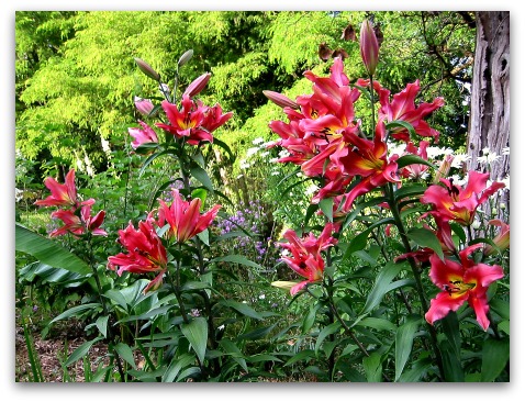 Orienpet-lilies Orienpet lilies Orienpet Lily: Garden Looker Va Va Va Voom!