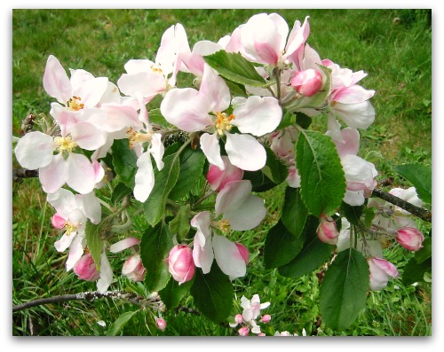 York apple blossoms York apple blossoms One Green World Nursery Delivers the Goods