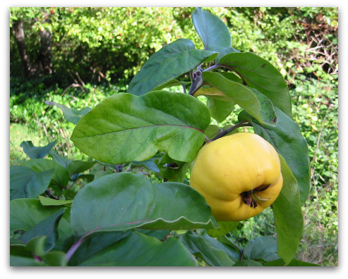 Aromatnaya quince blog quince 02 One Green World Nursery Delivers the Goods