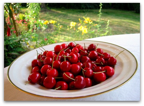 bowl of van and lapin cherries bowl of van and lapin cherries One Green World Nursery Delivers the Goods