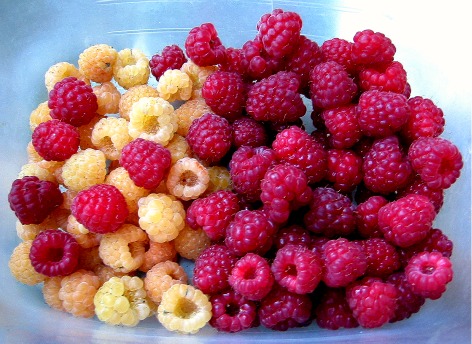 raspberries gold and red raspberries gold and red1 One Green World Nursery Delivers the Goods