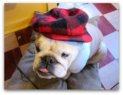 Boz in red plaid cap Boz in red plaid cap You Cant Judge a Man by His Topper