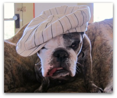 Gracie in a hat Gracie in a hat You Cant Judge a Man by His Topper
