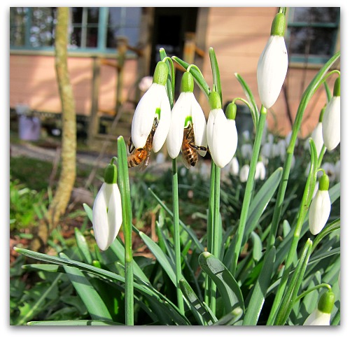 bees on snowdrops bees on snowdrops Making a Beeline for the Sun