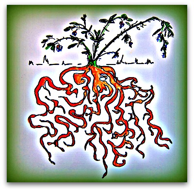 behold the blackberry root drawing