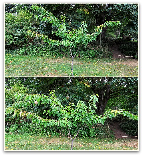 cherry trees fruit weights