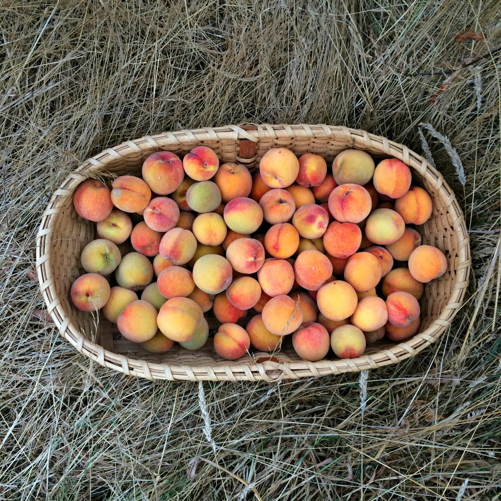 Tall Clover Farm Photos du Jour Tall Clover Farm