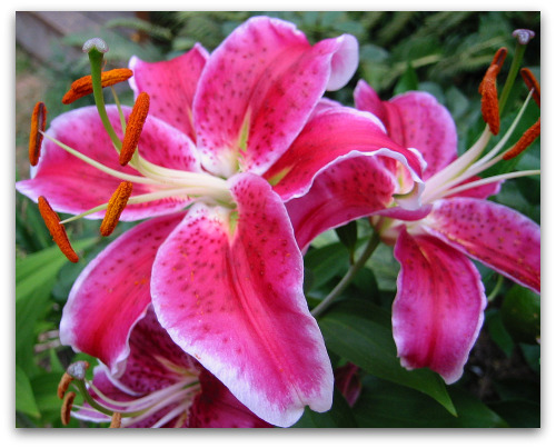 Trumpet & Oriental Lilies: Perfection in Bloom - Tall Clover Farm